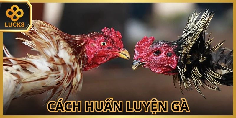 cho-ga-luyen-tap-nhieu-de-tim-kiem-co-hoi-chien-thang